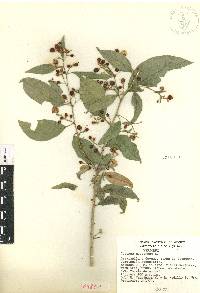 Cestrum nocturnum image