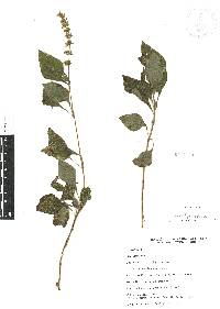 Salvia xalapensis image