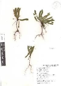 Biophytum dendroides image