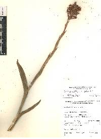 Dichromanthus cinnabarinus image