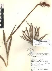 Dichromanthus cinnabarinus image