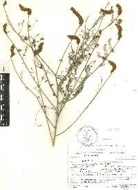 Dalea leporina image