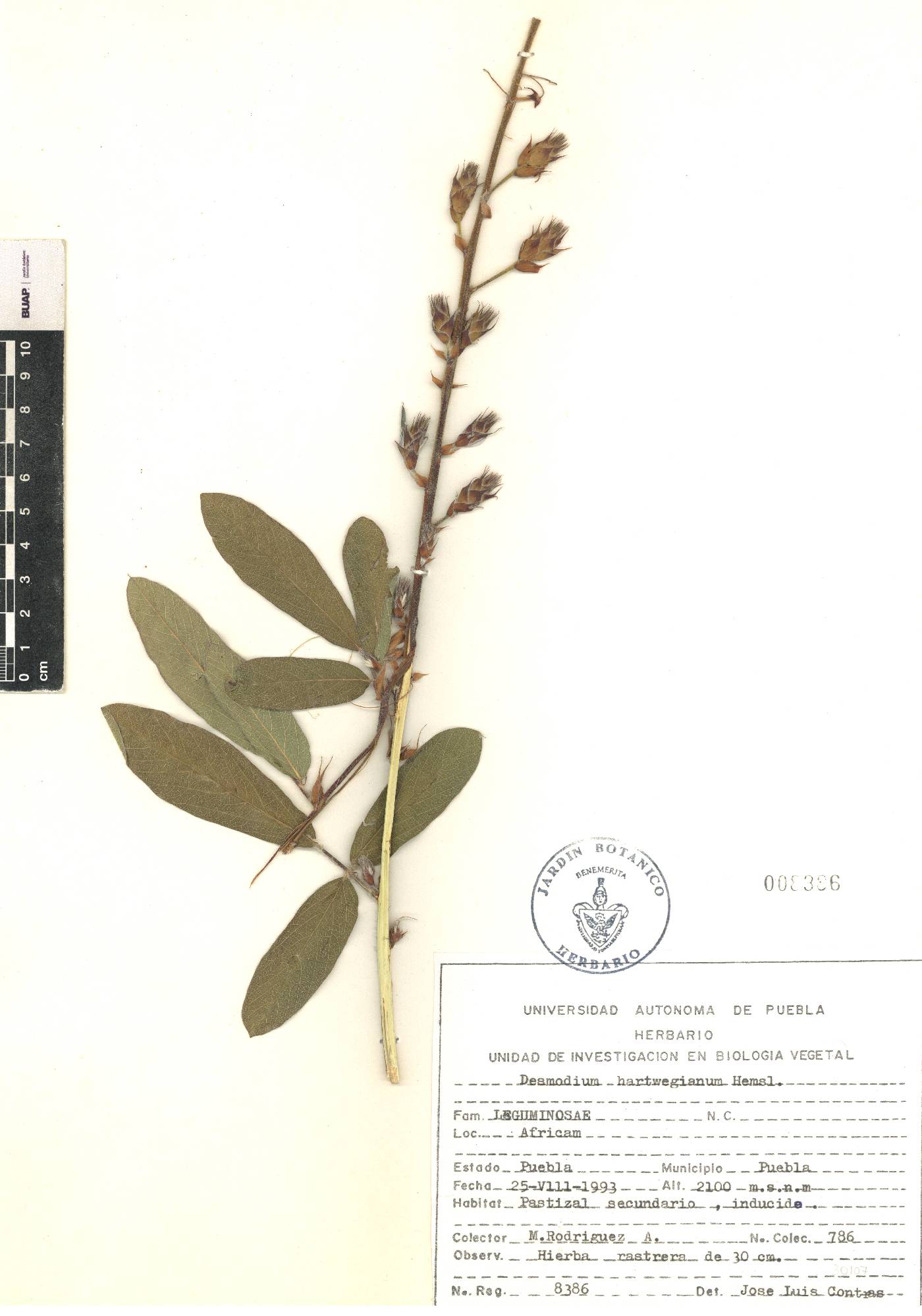 Desmodium hartwegianum image