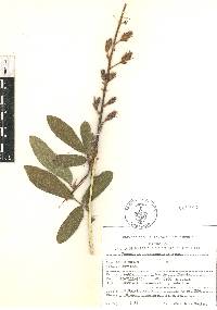 Desmodium hartwegianum image