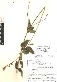 Desmodium subsessile image