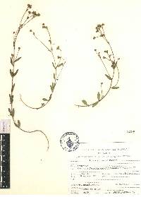 Linum orizabae image