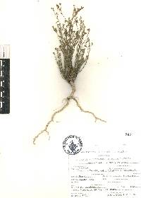 Linum schiedeanum image