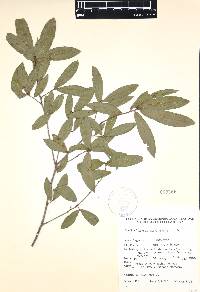 Quercus acherdophylla image