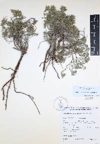 Salvia axillaris image