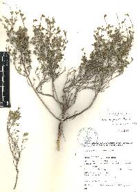 Salvia thymoides image