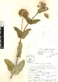 Asclepias lynchiana image