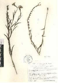 Lithospermum strictum image