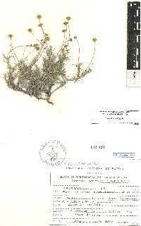 Thymophylla setifolia image