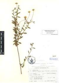 Erigeron karvinskianus image