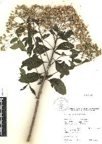 Vickianthus liatroides image