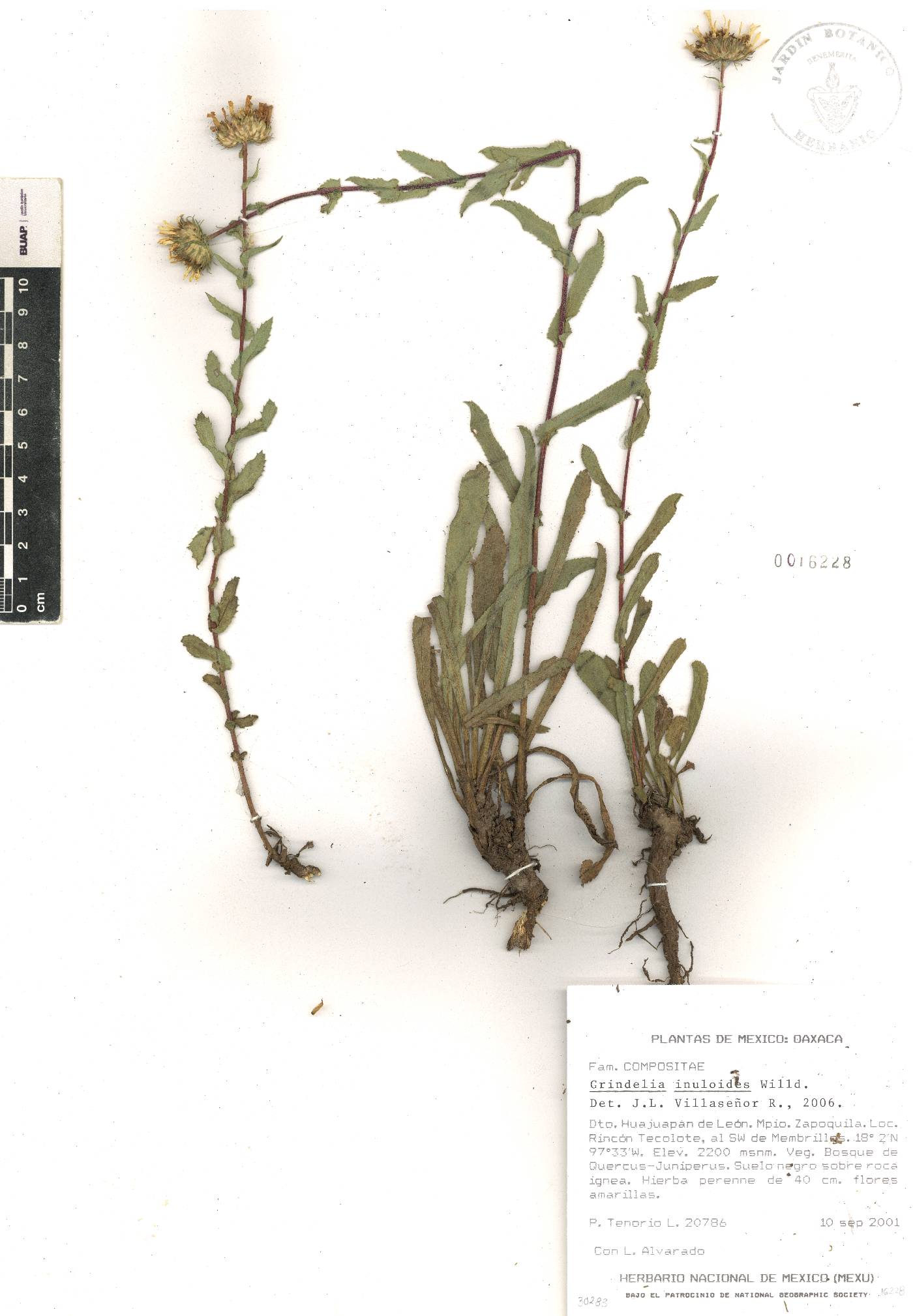 Grindelia inuloides image