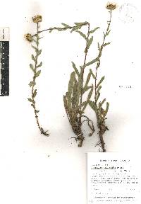 Grindelia inuloides image