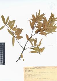 Quercus affinis image