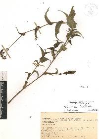 Image of Thyrsanthemum laxiflorum