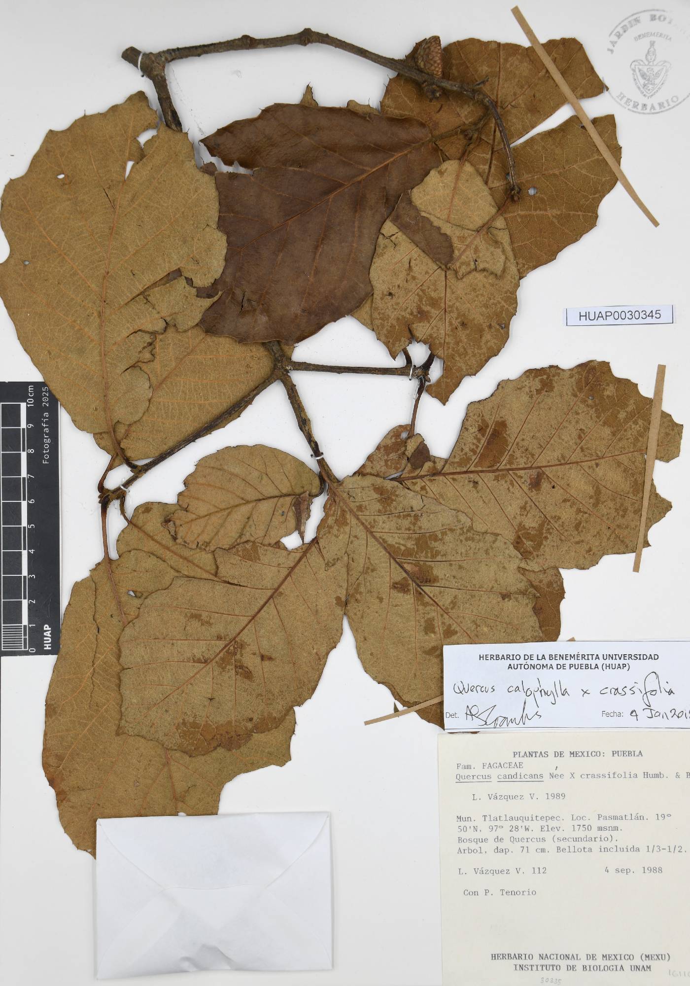 Quercus calophylla x Quercus crassifolia image
