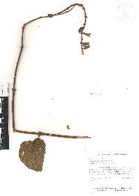 Salvia adenophora image