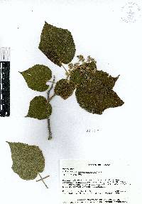 Heliocarpus terebinthinaceus image