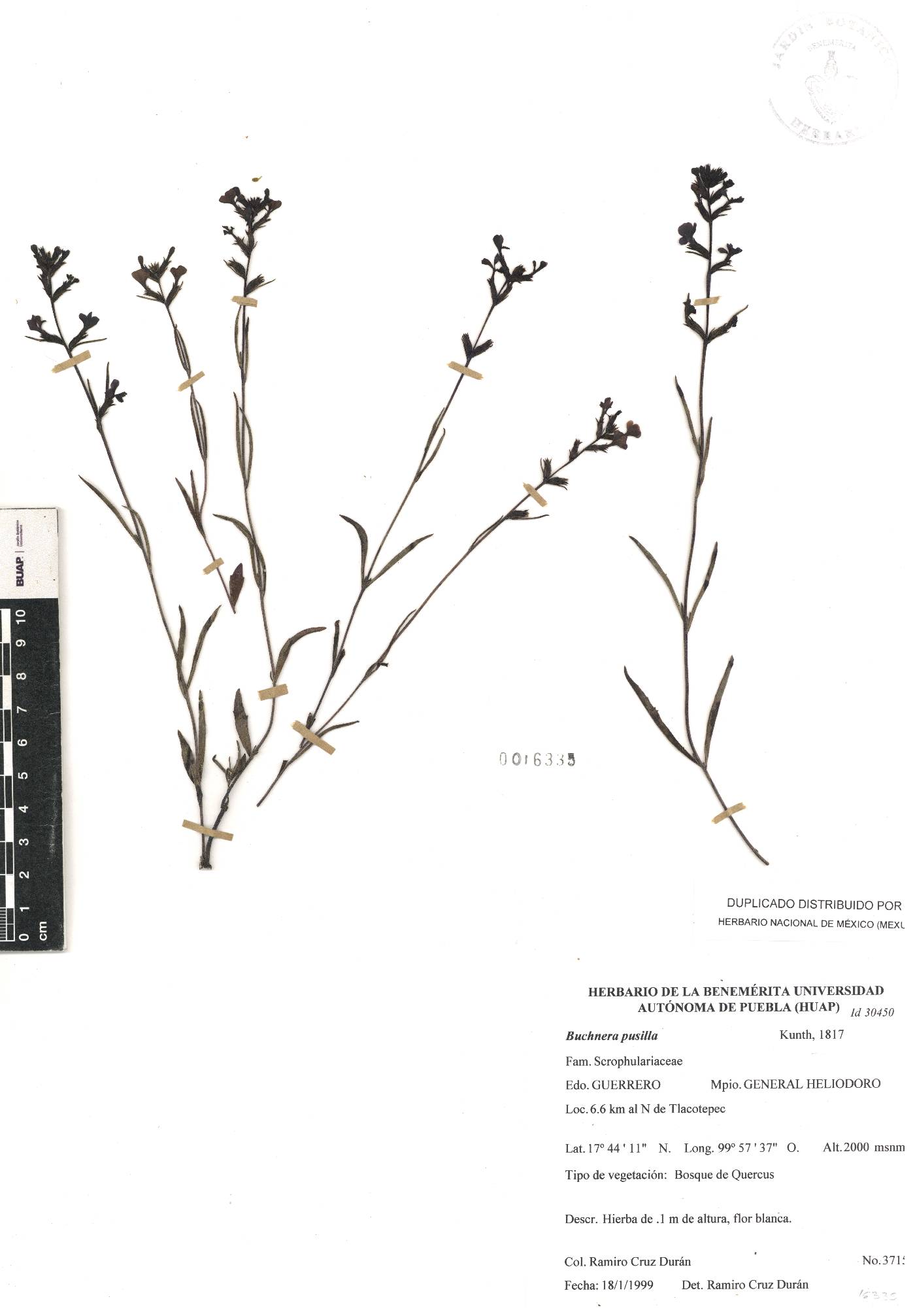 Buchnera pusilla image