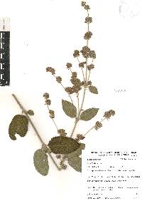 Lippia oaxacana image