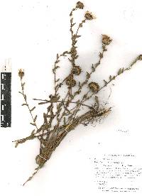 Grindelia inuloides image