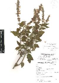 Salvia polystachia image