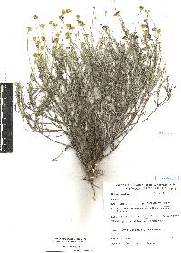 Thymophylla setifolia image