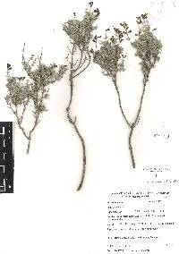 Salvia thymoides image