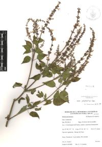 Salvia polystachia image