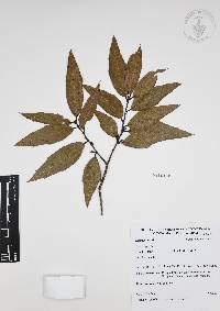 Quercus affinis image