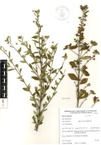 Sida rhombifolia image