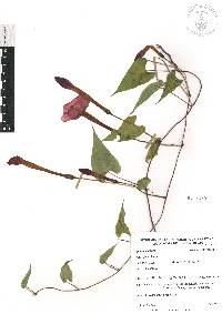 Ipomoea purga image