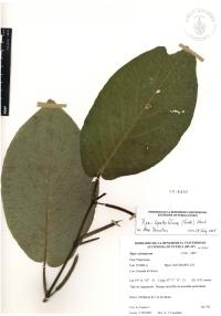 Piper lapathifolium image