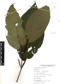 Piper lapathifolium image