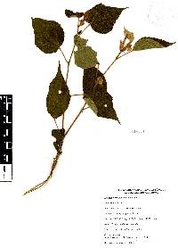 Helicteres guazumifolia image