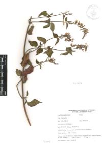 Salvia polystachia image