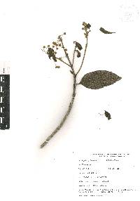 Lippia myriocephala image