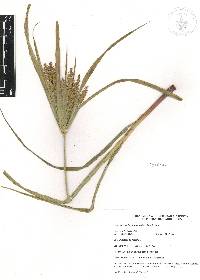 Cyperus hermaphroditus image