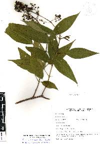 Miconia mexicana image