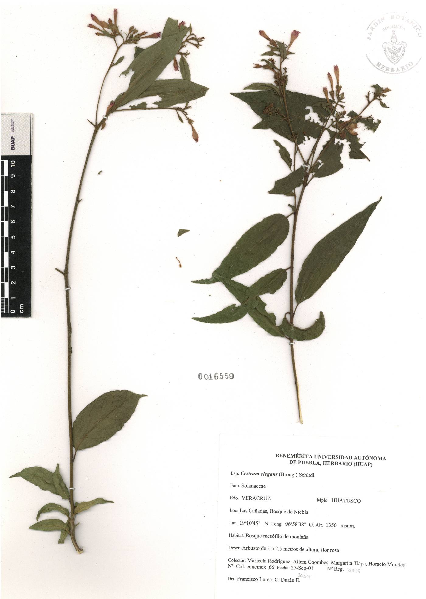 Cestrum elegans image