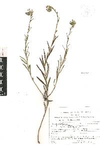 Lithospermum strictum image