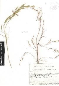 Festuca amplissima image