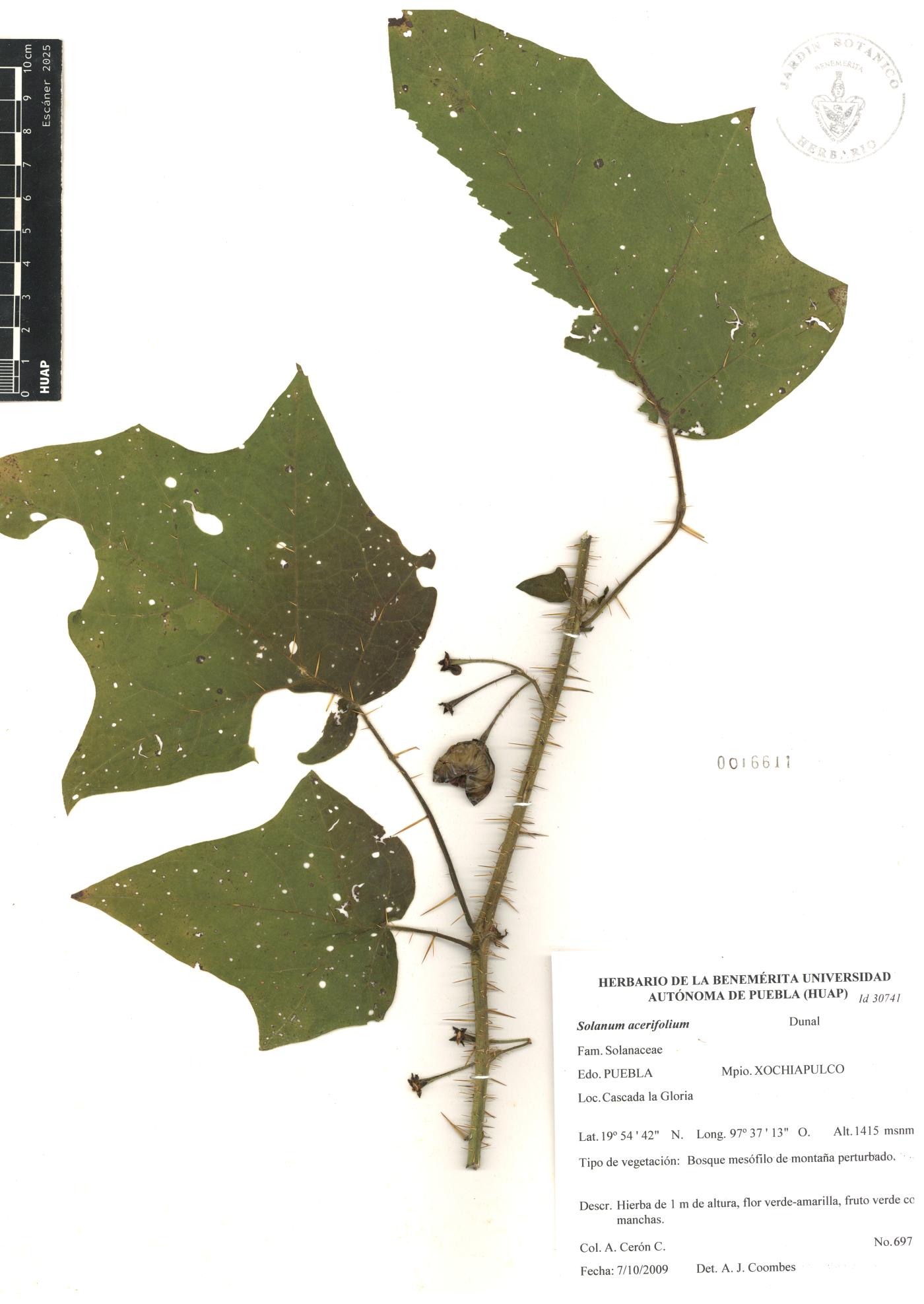 Solanum acerifolium image