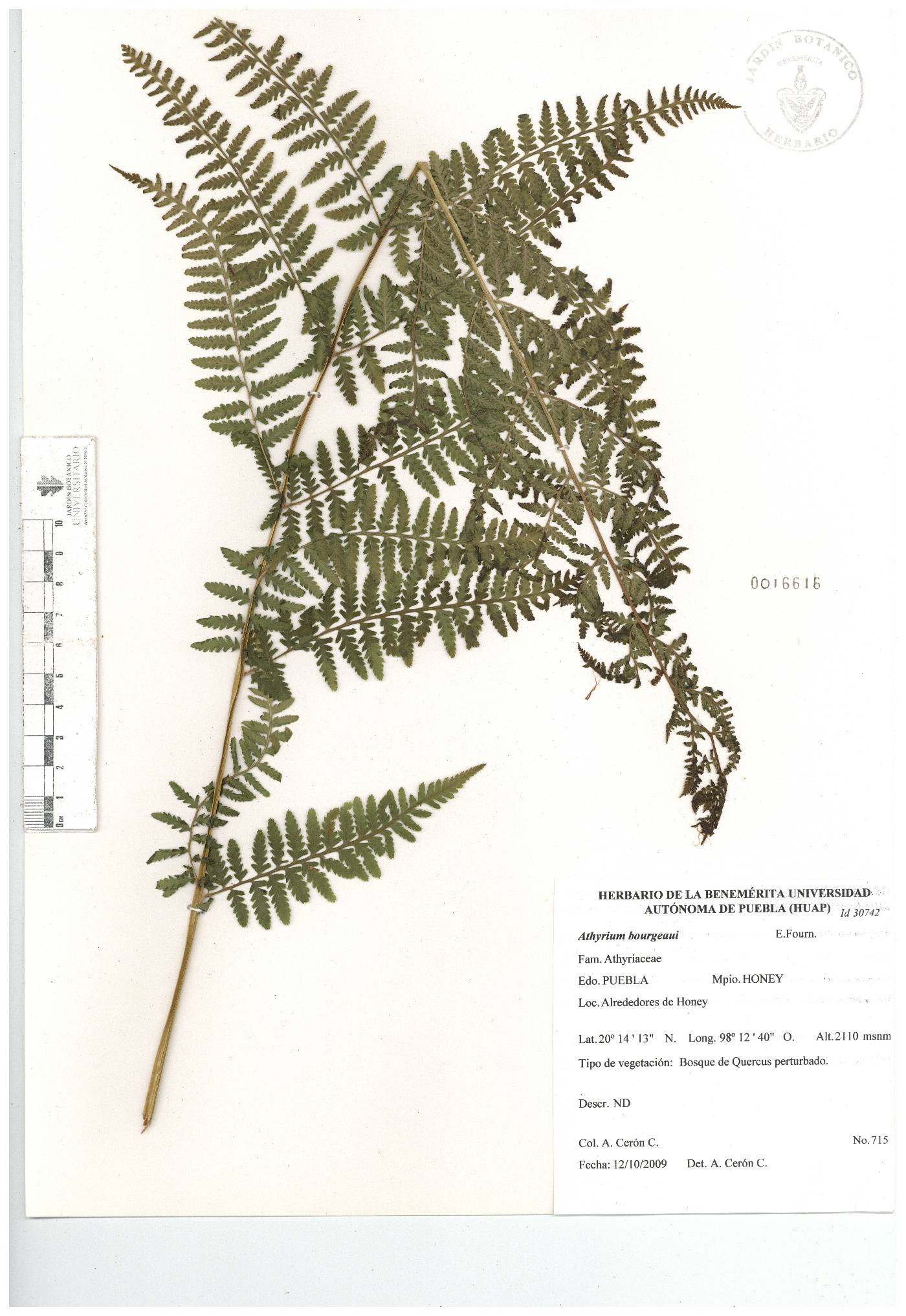 Athyrium bourgaei image