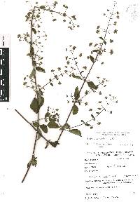 Mesosphaerum urticoides image