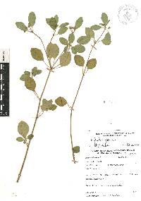 Euphorbia graminea image